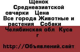 Щенок Среднеазиатской овчарки › Цена ­ 35 000 - Все города Животные и растения » Собаки   . Челябинская обл.,Куса г.